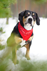 Entlebucher Mountain dog wearing a red kerchief on its neck and sitting outdoors on a snow in winter forest