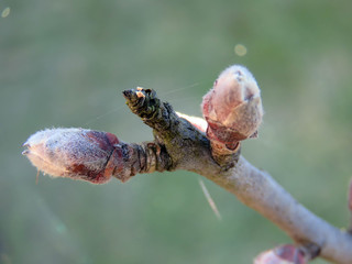 blossoming buds in the trees
