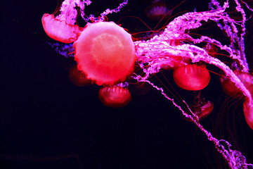 glowing jellyfish
