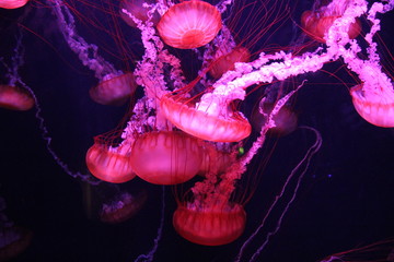 glowing jellyfish © Nik