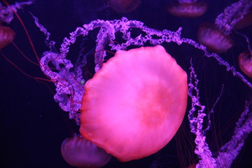 Glowing jellyfish