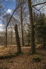 Buchenwald
