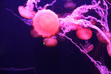 glowing jellyfish