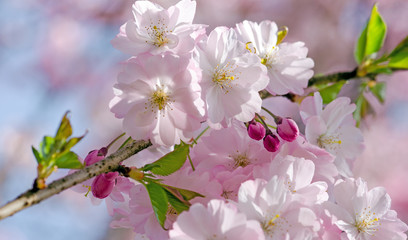 Frühlingserwachen, Glück, Freude, Optimismus, Glückwunsch, alles Liebe: zarte, duftende japanische Kirschblüten vor blauem Frühlingshimmel :)