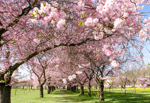 Fr&uuml;hlingserwachen, Gl&uuml;ck, Freude, Optimismus, Gl&uuml;ckwunsch, alles Liebe: zarte, duftende japanische Kirschbl&uuml;ten vor blauem Fr&uuml;hlingshimmel :)