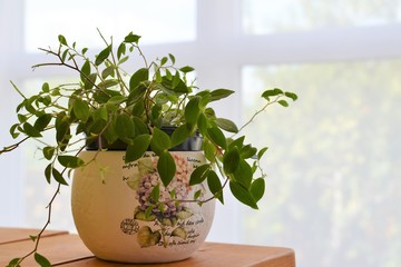 Cute plant. Window.