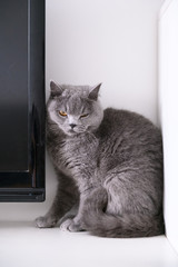 Cute British short hair cat, shot indoors