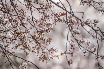 Delicate flowering branches of wild cherry. Natural background of the garden.
