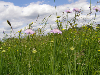 Summer flowering meadow  and blue sky with white cloud
