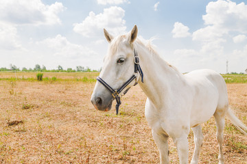 White horse on blue sky background. Beautiful domestic animal in sunny day.