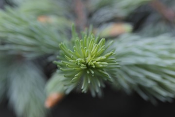 Evergreen leaf