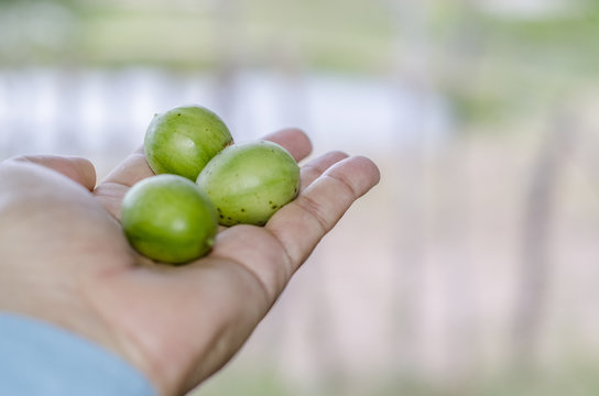 Frutos do Umbu na m&atilde;o