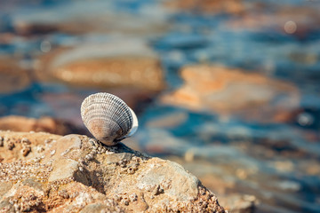 Beautiful seashell on the seashore