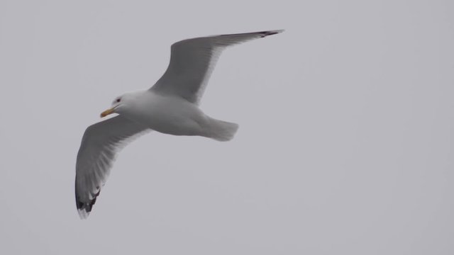 a gull flies against the sky