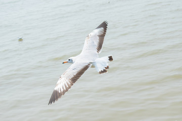 Seagulls are flying at the sea.