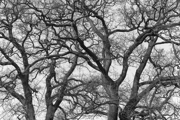 tree branch