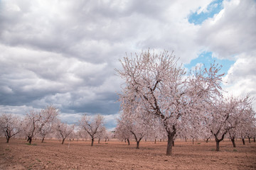 Fototapeta na wymiar Almond trees in bloom in the district of matarrana in teruel spain