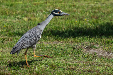 Yellow-crowned night heron on the move!