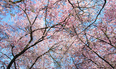 Frühlingserwachen, Glück, Freude, Sonne un Wärme genießen, Optimismus, Glückwunsch, alles Liebe: zarte, duftende japanische Kirschblüten vor blauem Frühlingshimmel :) 