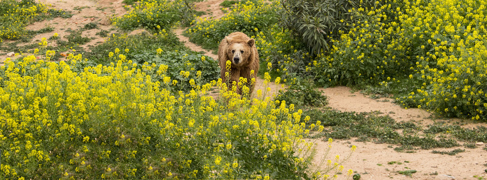 Brownbear Bilder – Durchsuchen 393 Archivfotos, Vektorgrafiken und ...