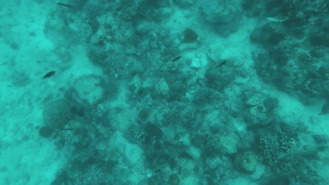 Underwater gopro shot of fishes & coral reefs near pico de loro in Philippines 
