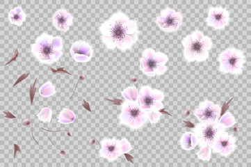 Floral bouquet design element with elegant pink white anemone flowers, isolated on a white background. Can be used for wedding invitations, greeting cards.