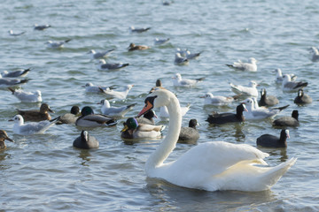 Many birds in the sea coast, close up wild life picture 