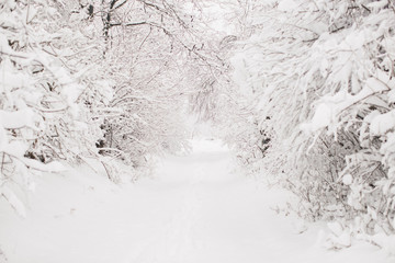 Photo of the snow-covered trees and path