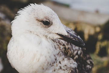 Many birds in the sea coast, close up wild life picture	