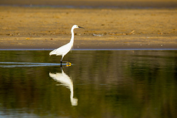Great Egret