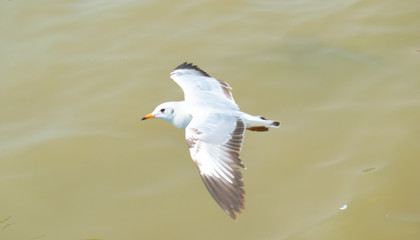 Seagulls are flying at the sea.