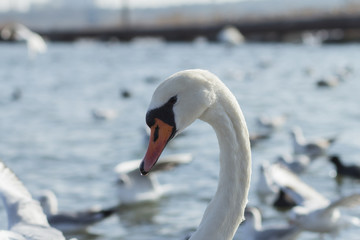 Many birds in the sea coast, close up wild life picture	