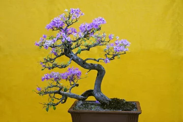 Fotobehang Bonsai Mix-color Bougainvillea Spectabilis tree, Bonsai Exhibition Pune Shivajinagar, Pune, Maharashtra  © RealityImages