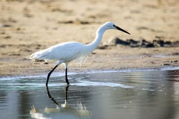 Great Egret at lagoon