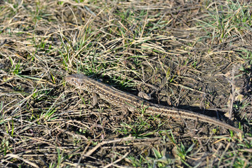 Close up detail of gray lizard sunbathing camouflaged on background of gray and first green grass, spring sunny day
