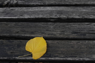 Fototapeta na wymiar Yellow leaf on wooden background. Autumn leaf on black wooden texture. Natural pattern. Natural background. Linden tree. 