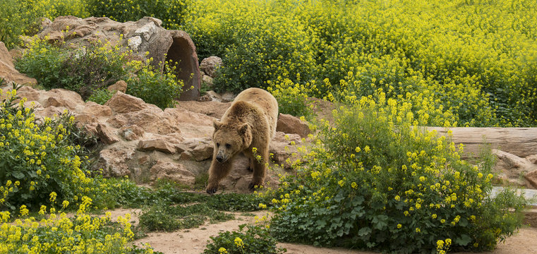 รูปภาพBrownbear – เลือกดูภาพถ่ายสต็อก เวกเตอร์ และวิดีโอ393 | Adobe Stock