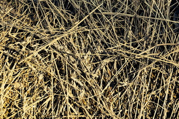 old grass straw texture background. spring natural texture of dry grass.