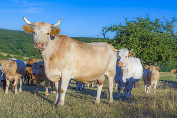Cows grazing at the green meadow in sunset