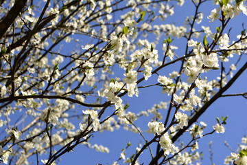 white spring flowers on a tree