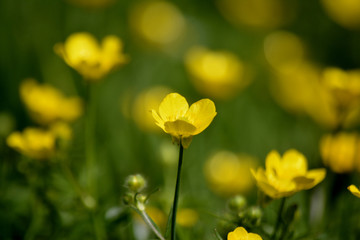 Yellow flowers. Natural background