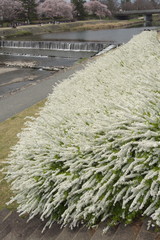 ゆきやなぎ - spirea