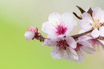 Blooming cherry blossom on blurred background