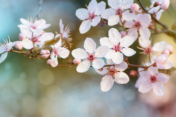 Blooming cherry blossom with blurred bokeh effect on colorful background
