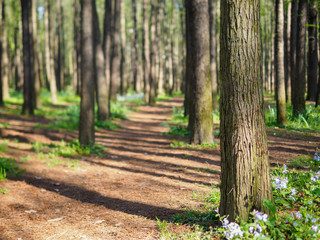 Obraz premium walkway path with straight green trees in forest. Beautiful alley, road in park. way through summer Forest.
