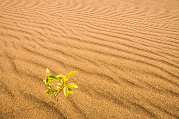 Little plant growing in a sand dune in the desert