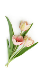 Tulpen auf weißem Hintergrund