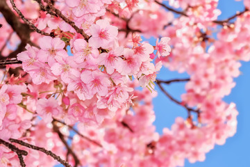 桜の開花イメージ