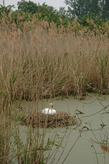 schwan brütet in einem biotop