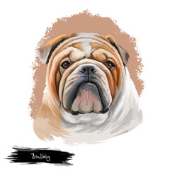 Bulldog dog breed isolated on white background digital art illustration. Medium-sized breed of dog English Bulldog or British Bulldog muscular, hefty dog with wrinkled face, distinctive pushed-in nose